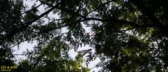Metasequoia glyptostroboides