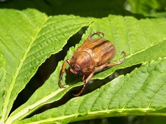 Amphimallon solstitiale