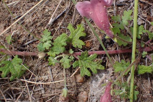 Image of Dicerocaryum senecioides by no rights reserved