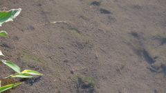 Dermogenys pusilla