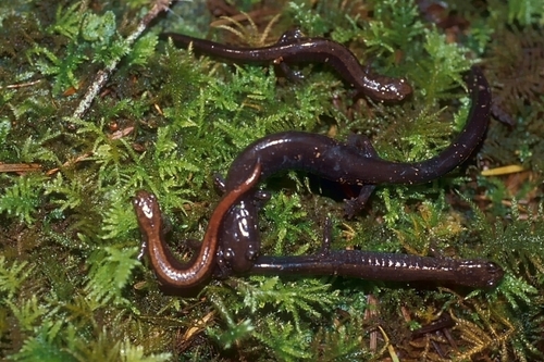 Del Norte Salamander