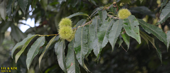 Castanea crenata