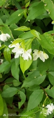 Wrightia religiosa