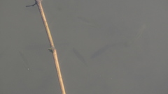 Trichopodus trichopterus