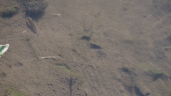 Dermogenys pusilla