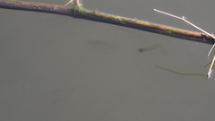 Trichopodus trichopterus