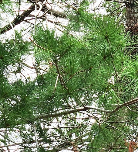 Taiwan white pine (Pinus morrisonicola)