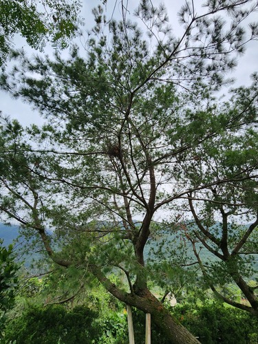 Pinus morrisonicola, photograph 4