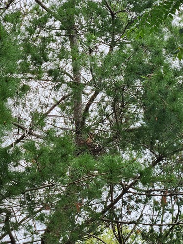 Pinus morrisonicola, photograph 5