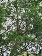 Pinus morrisonicola, photograph (c) 胡正恆(Jackson Hu), some rights reserved (CC BY)