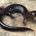 Del Norte Salamander - Photo (c) 2013 Todd Pierson, some rights reserved (CC BY-NC)