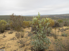 Leucadendron procerum