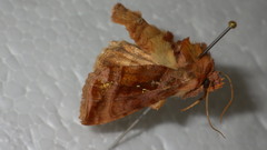 Autographa jota