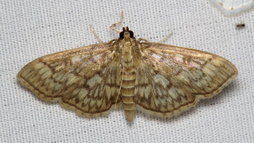 Bold-feathered Grass Moth photo 3
