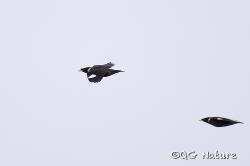 Collared Myna (Acridotheres albocinctus)