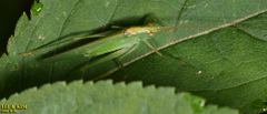Eoxizicus coreanus