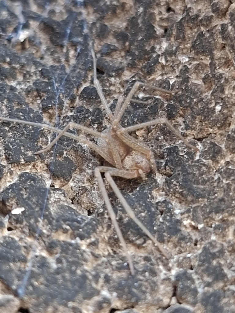 Loxosceles baja