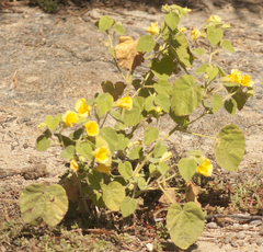 Abutilon leucopetalum