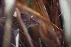 Poodytes punctatus vealeae