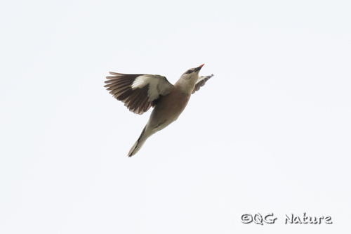 Burmese Myna (Acridotheres burmannicus)