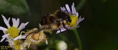 Lasiotrichius succinctus