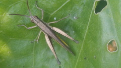 Phlaeoba fumosa