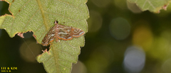 Paracymoriza prodigalis