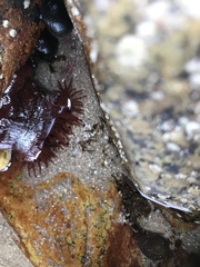 Actinia