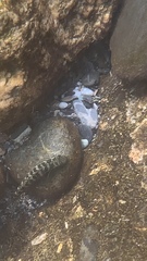 Sicyopterus japonicus