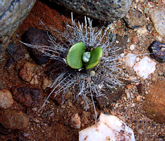 Berkheya cuneata