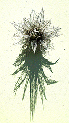 Berkheya cuneata