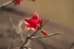 Brachychiton bidwillii
