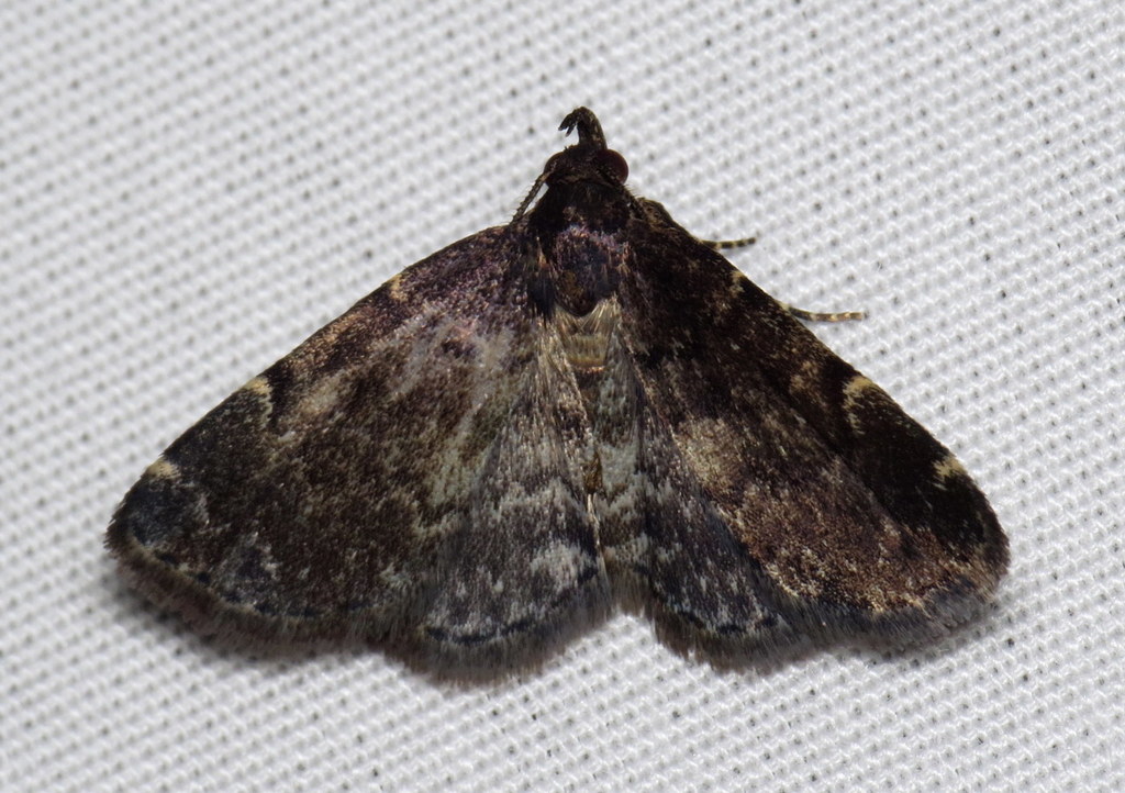 Forbes' Idia Moth