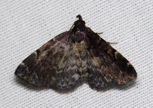 Forbes' Idia Moth