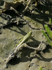 Epacromius tergestinus