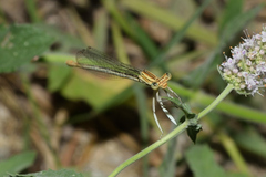 Platycnemis