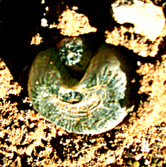 Bulbine mesembryanthemoides