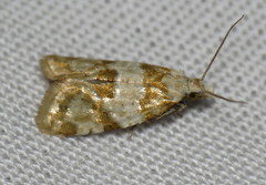 Aethes argentilimitana