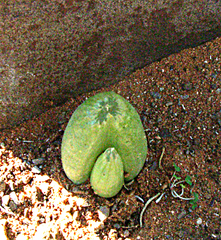 Bulbine mesembryanthemoides