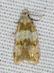 Aethes argentilimitana