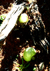 Bulbine mesembryanthemoides