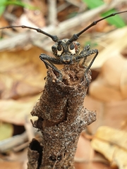 Pelargoderus rubropunctatus