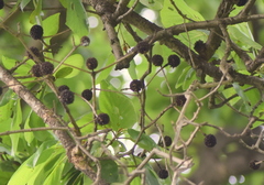 Mitragyna parvifolia