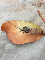 Pelargoderus rubropunctatus