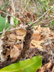 Pelargoderus rubropunctatus