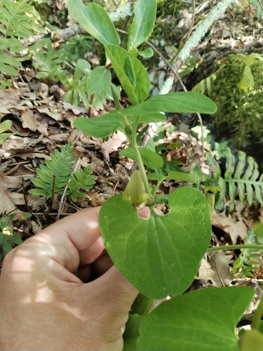 Image of Aristolochia lutea by (c) Dino Babić, some rights reserved (CC BY)