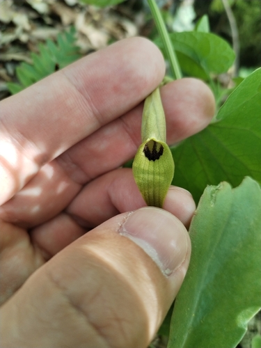 Image of Aristolochia lutea by (c) Dino Babić, some rights reserved (CC BY)