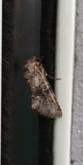 Hecatera bicolorata