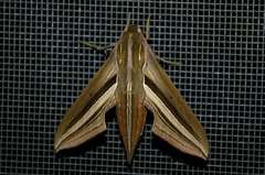 Theretra oldenlandiae oldenlandiae