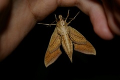 Theretra oldenlandiae oldenlandiae